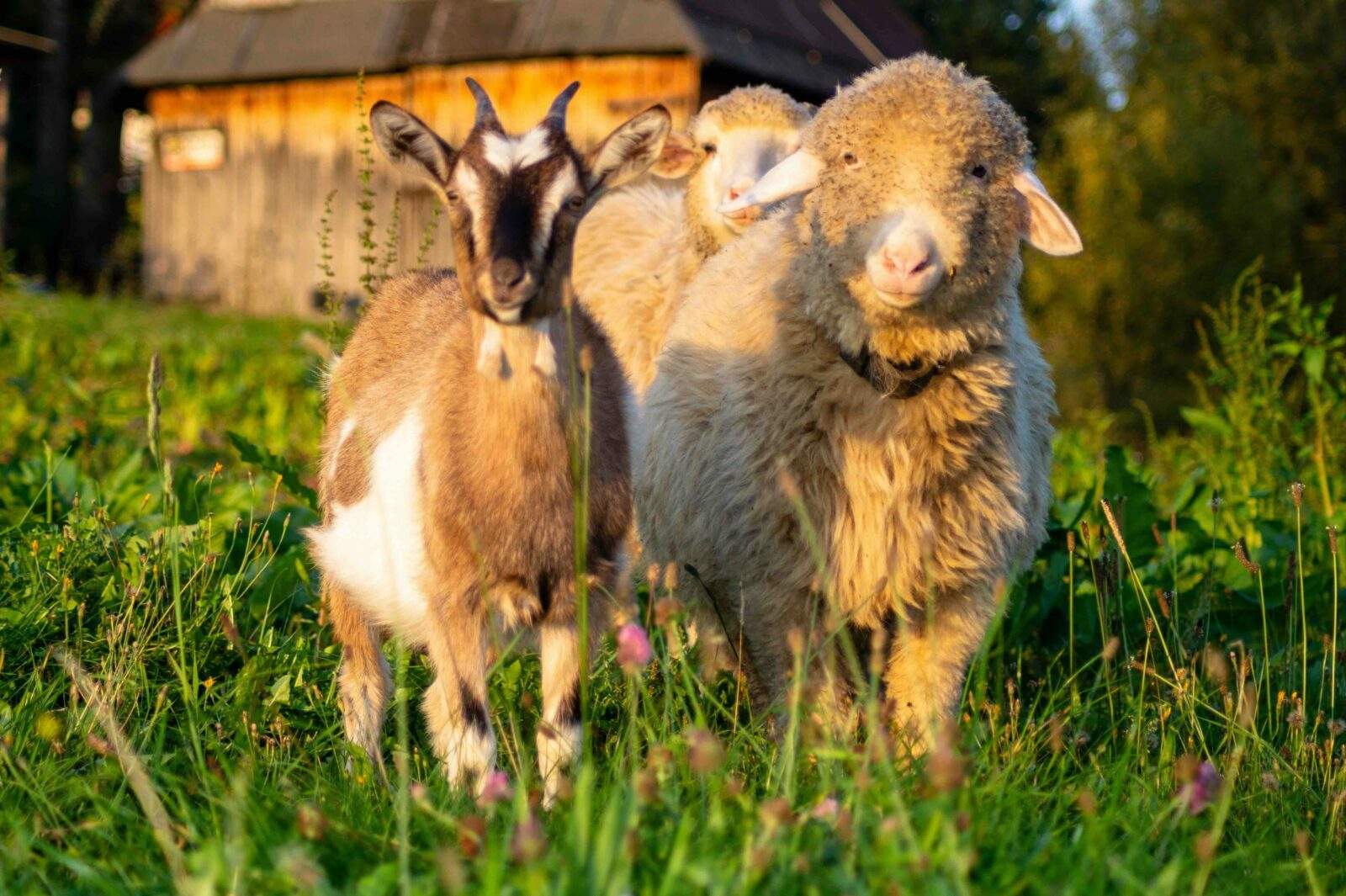 Le printemps saison du renouveau et ses fromages à découvrir sur notre boutique en ligne