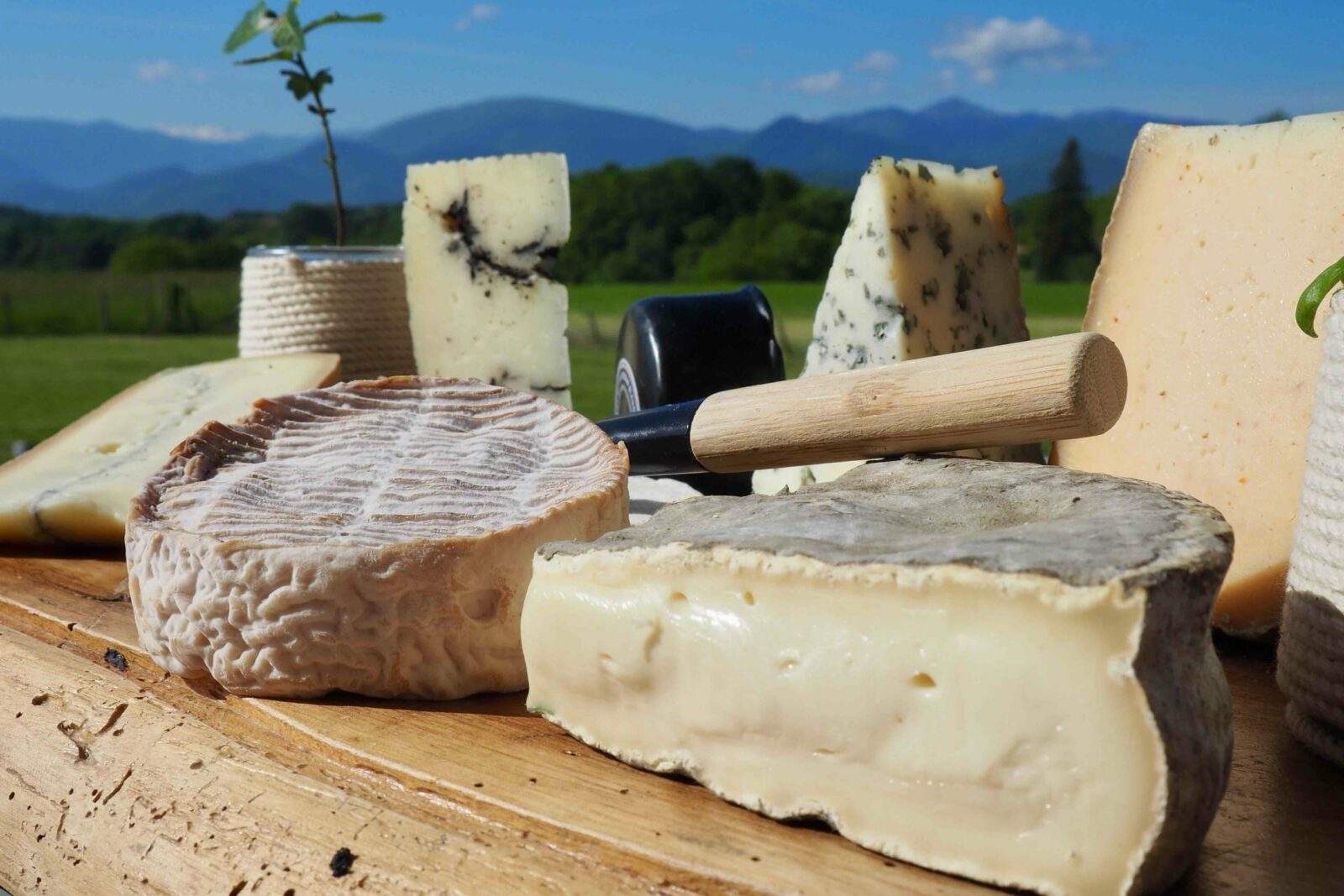 Une passion pour les fromages des Pyrénées 